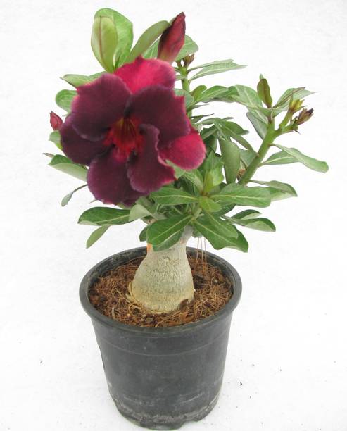 Aclipastal Adenium Plant