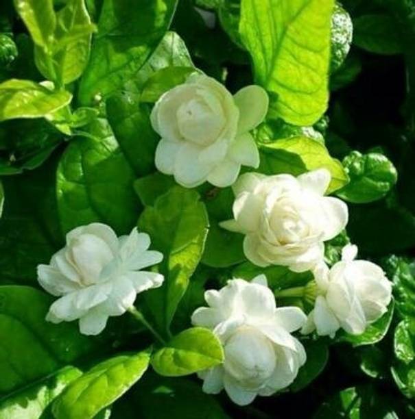 APOSOLUARD Jasmine Plant