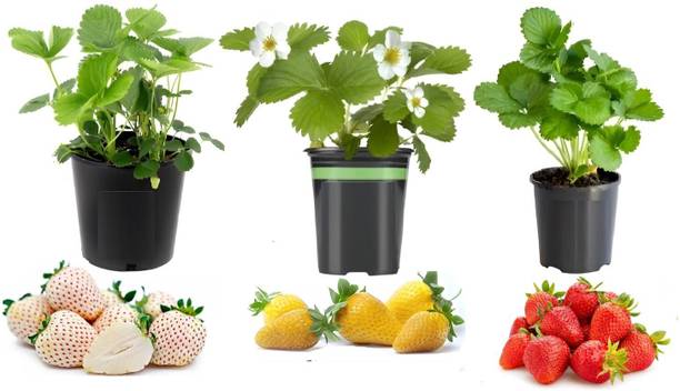 GLOBQRO Strawberry Plant