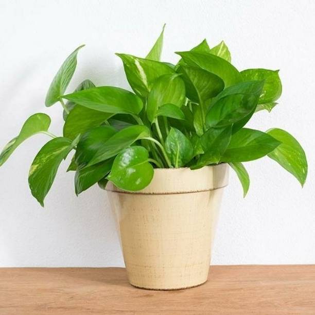 planthouse Money Plant