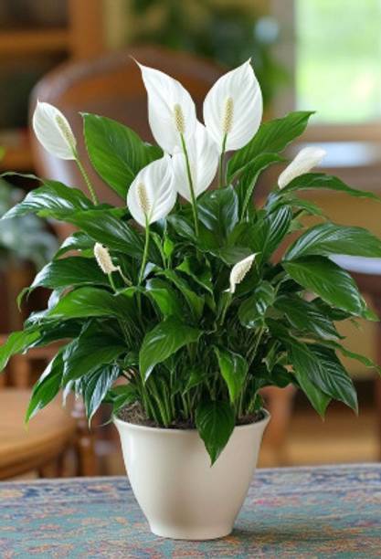 peacelily Peace Lily Plant