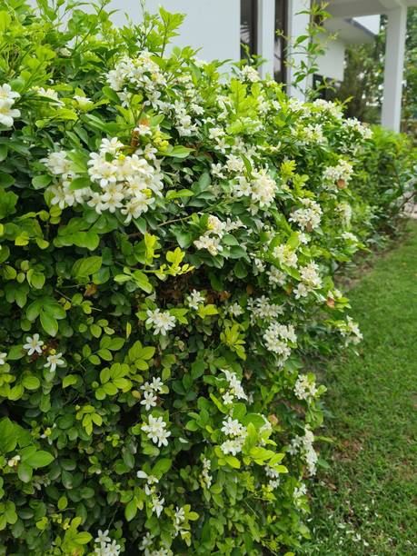 DEY CRAFT Madhu Kamini Plant