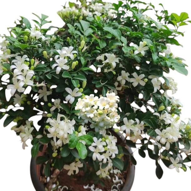 DEY CRAFT Madhu Kamini Plant