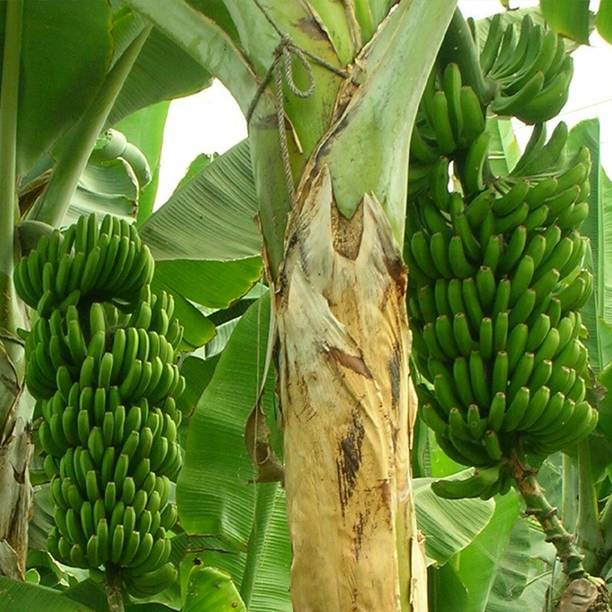 KPBHANDER Banana Plant
