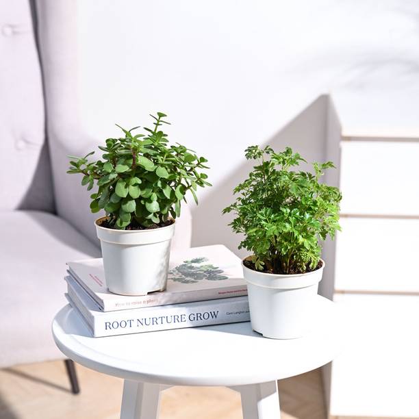 UGAOO Jade Plant, Aralia Plant