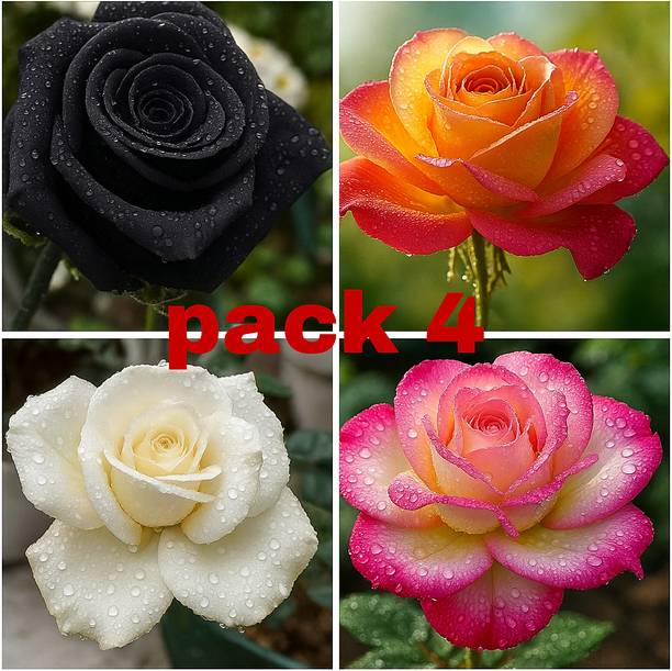 BloomShadow Rose Plant