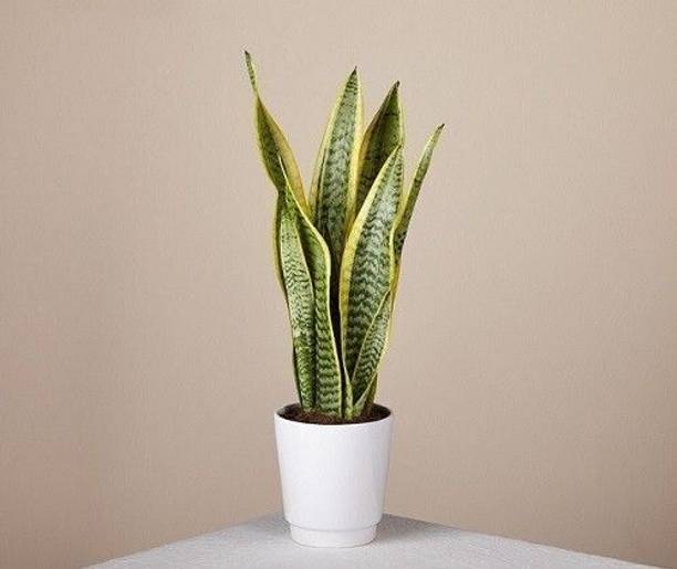 AFARTIOBINA Snake Plant