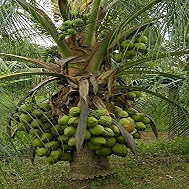 BULAPLANTHOUSE Coconut Plant