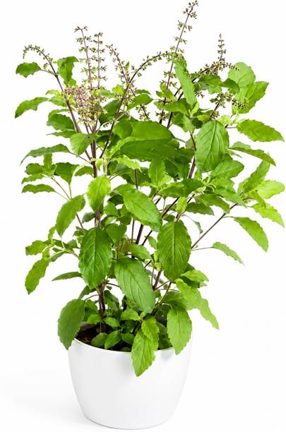 ClickCart Connect Tulsi Plant