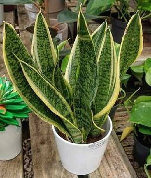 Vergin Congo Snake Plant