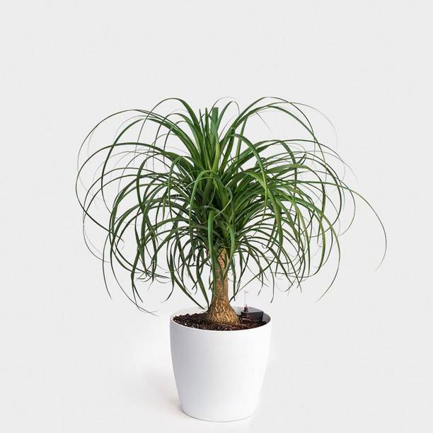 Rozaliya Ponytail Palm Plant