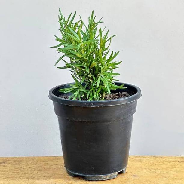Aestheticplant Rosemary Herb Plant
