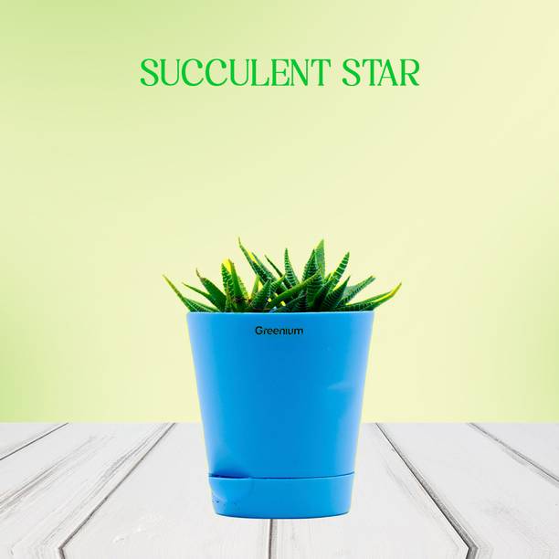 Greenium Succulents Plant