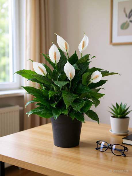 SARKAR KRISHI BHANDER Peace Lily Plant