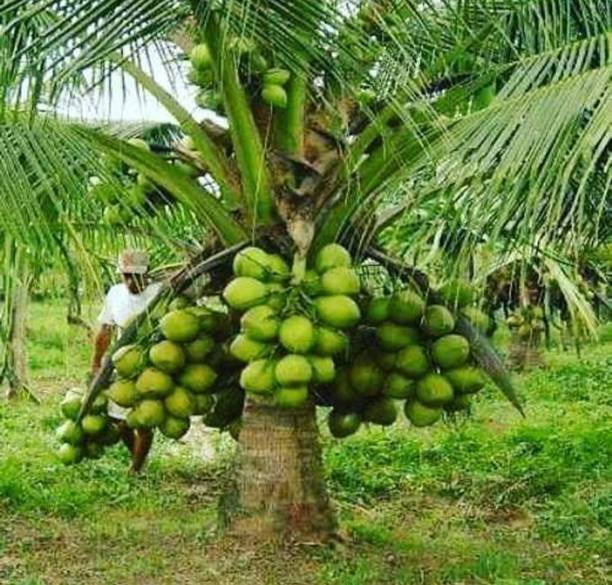 Thai Verity Coconut Plant