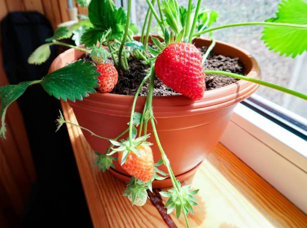 Cloud Farm Strawberry Plant