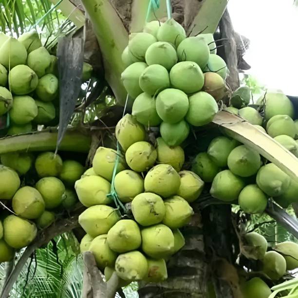 Green view Coconut Plant
