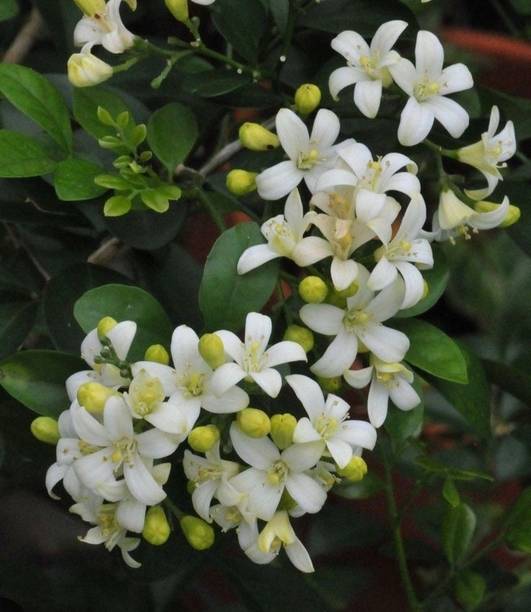 Orange jessamine Jasmine Plant