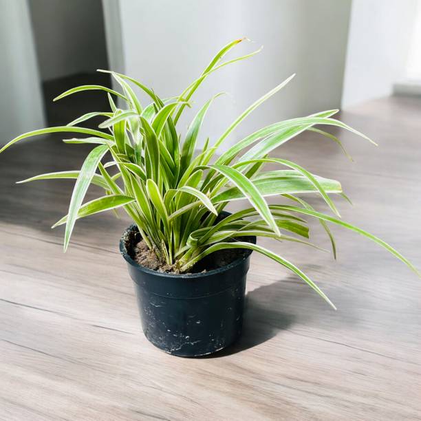 DEY CRAFT Spider Plant