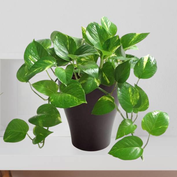 DEY CRAFT Money Plant