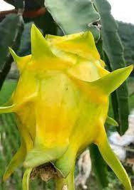SBGARDEN Dragon Tree