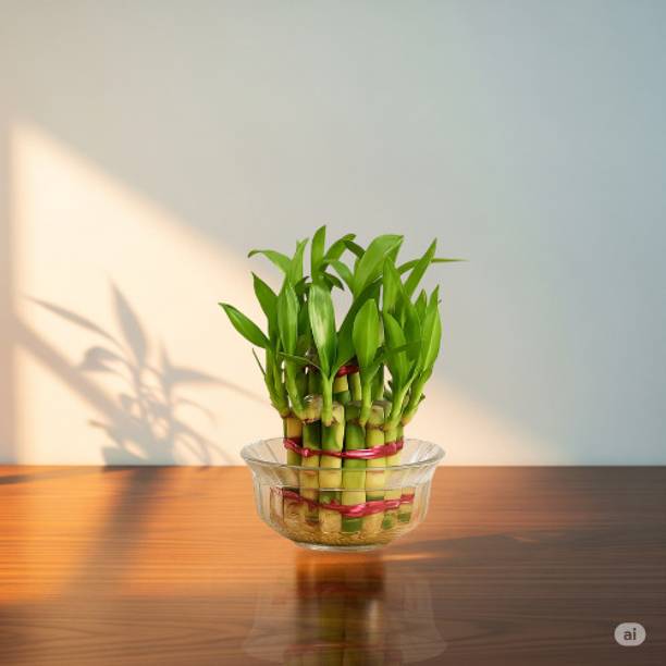 plantozo Two Layer Bamboo Plant