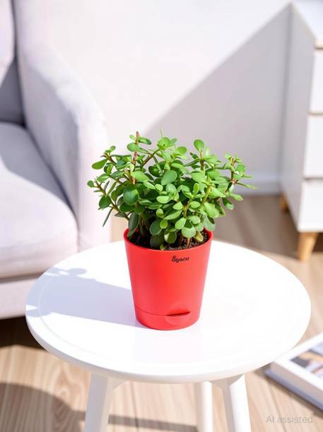 UGAOO Jade Plant