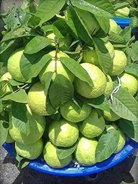 PLANTTOOZS Guava Plant