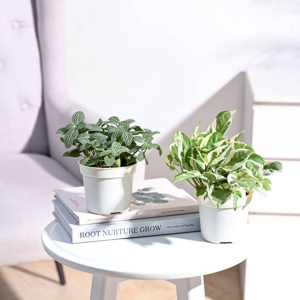 UGAOO Fittonia plant, Njoy Money Plant
