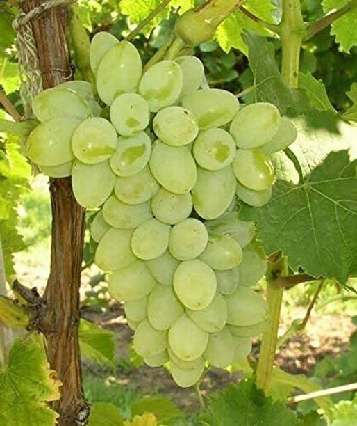 Mohomaya Grapes Plant