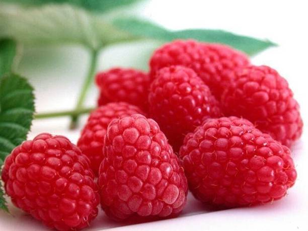 Aclipastal Shahtoot/Mulberry Plant