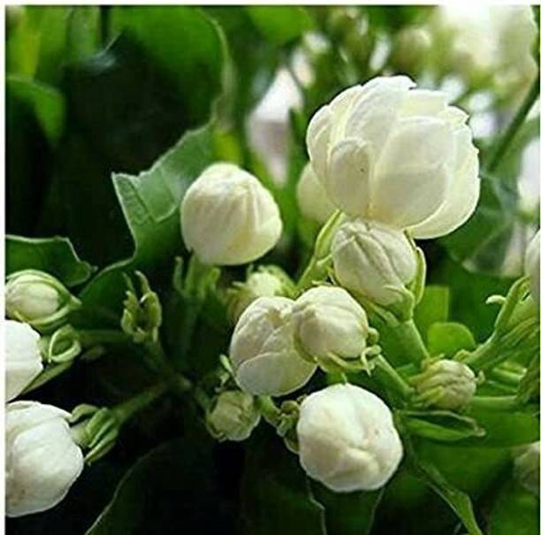 GREENCITY Jasmine Plant