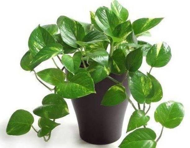Jyotis Paudhe Golden Money Plant