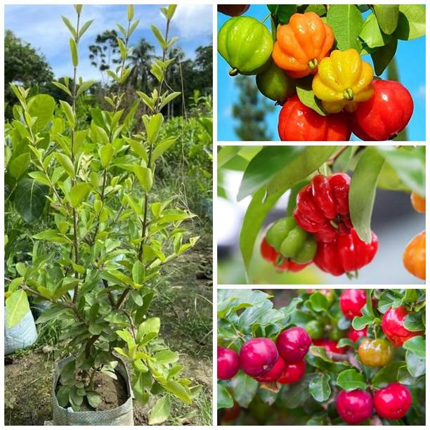 Cloud Farm Cherry Fruit Plant