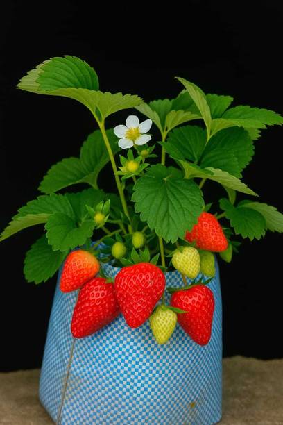 SR STORE Strawberry Plant