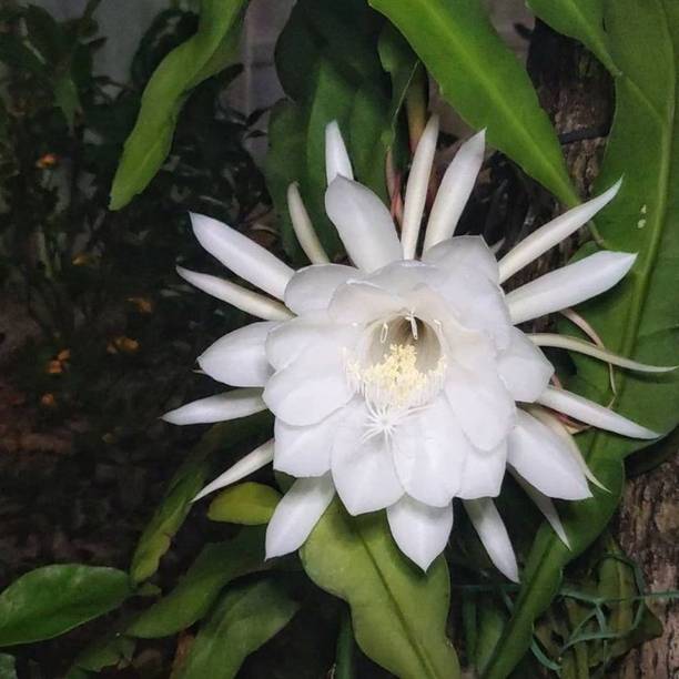EROANVIA Brahma Kamal Plant