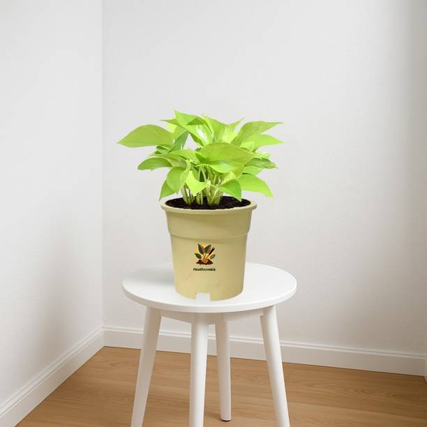 Paudhaawala Money Plant