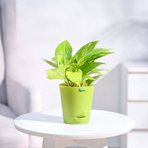 UGAOO Golden Money Plant