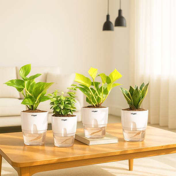 Kyari Money Plant, Variegated Money Plant, Golden Snake Plant, Jade Plant