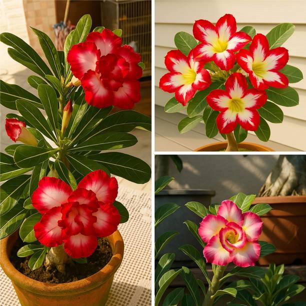 BloomShadow Adenium Plant