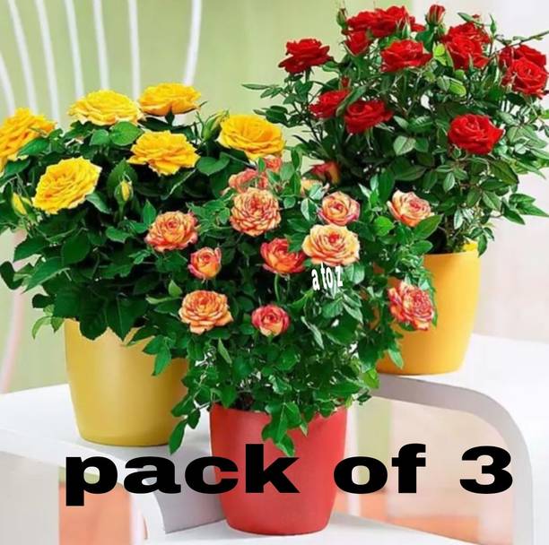 ABC Rose Plant