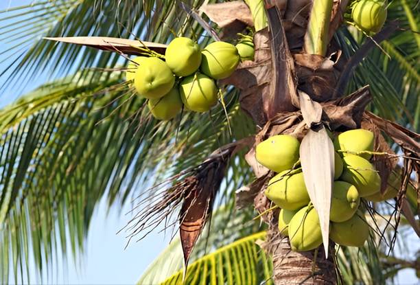 GLOBQRO Coconut Plant
