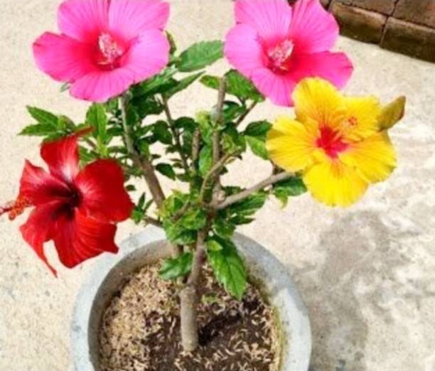 LaughEarth Hibiscus Gudhal Flower Plant
