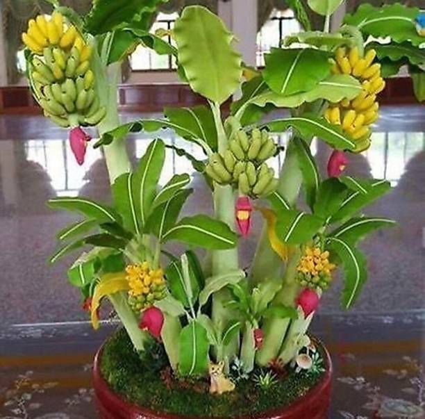 greenhousestore Banana Plant
