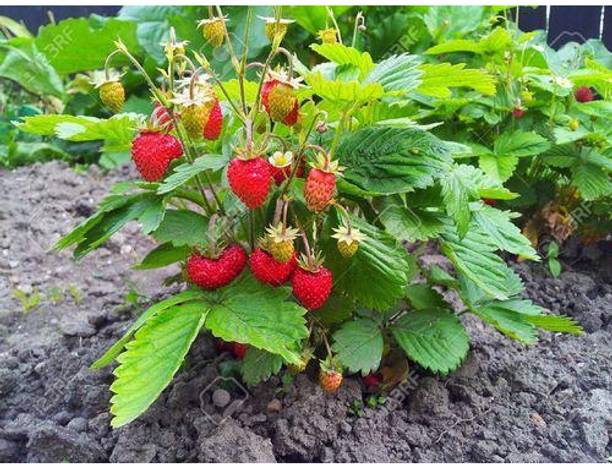 Cloud Farm Strawberry Plant