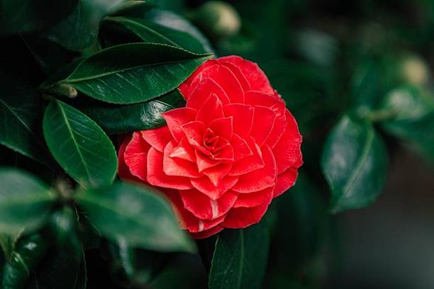 Ukanda Rose Plant