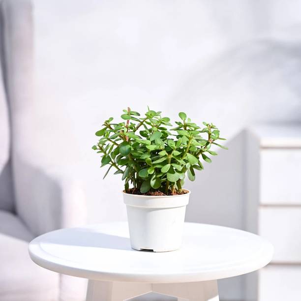 UGAOO Jade Plant