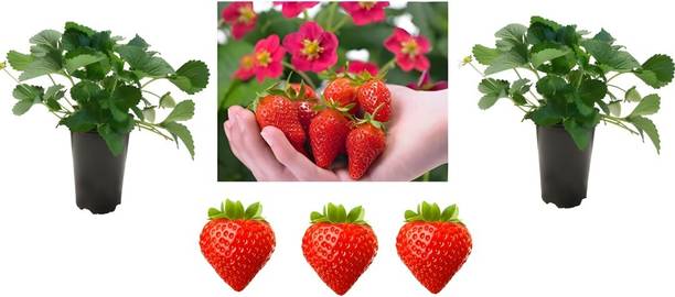 YourPlant Strawberry Plant