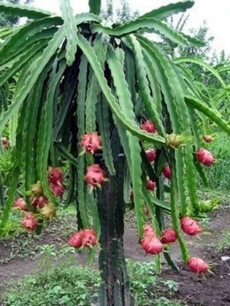 GLORIOSASITE Dragon Tree