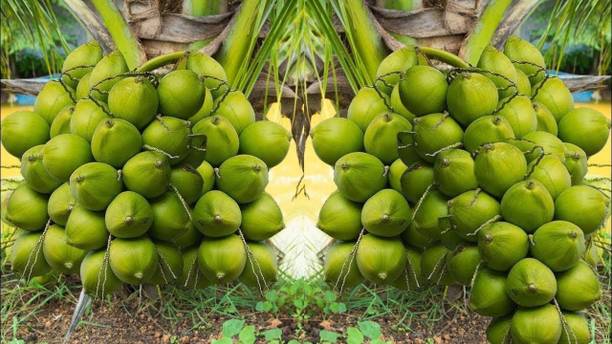 Thai Verity Coconut Plant